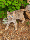 Bobkitten Soft mount Taxidermy - Reserved for Sydney Roberts