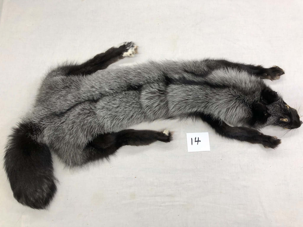 MADE TO ORDER DIY Silver Fox Soft Mount Taxidermy Kit | Ready-to-Mount | Beginner Starter Kit for Soft or Traditional Taxidermy Kit ID #14