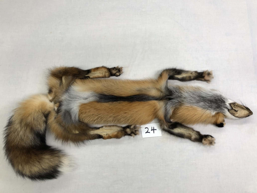 MADE TO ORDER DIY Gold Fox Soft Mount Taxidermy Kit | Ready-to-Mount | Beginner Starter Kit for Soft or Traditional Taxidermy Kit ID #24