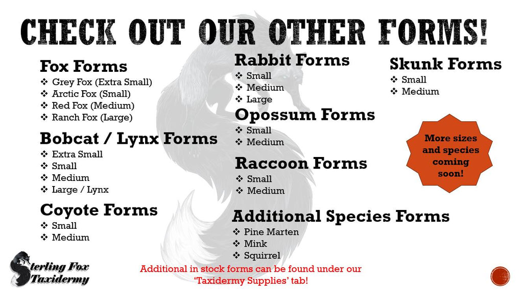 Skunk Taxidermy Head Forms – Multiple Sizes