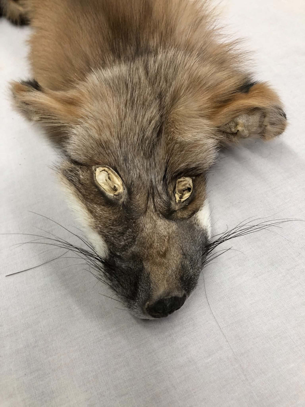 MADE TO ORDER DIY Pearl Gold Fox Soft Mount Taxidermy Kit | Ready-to-Mount | Beginner Starter Kit for Soft or Traditional Taxidermy Kit ID #3