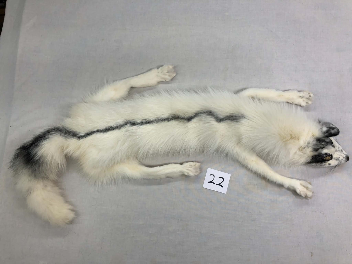 MADE TO ORDER DIY Marble Fox Soft Mount Taxidermy Kit | Ready-to-Mount | Beginner Starter Kit for Soft or Traditional Taxidermy Kit ID #22