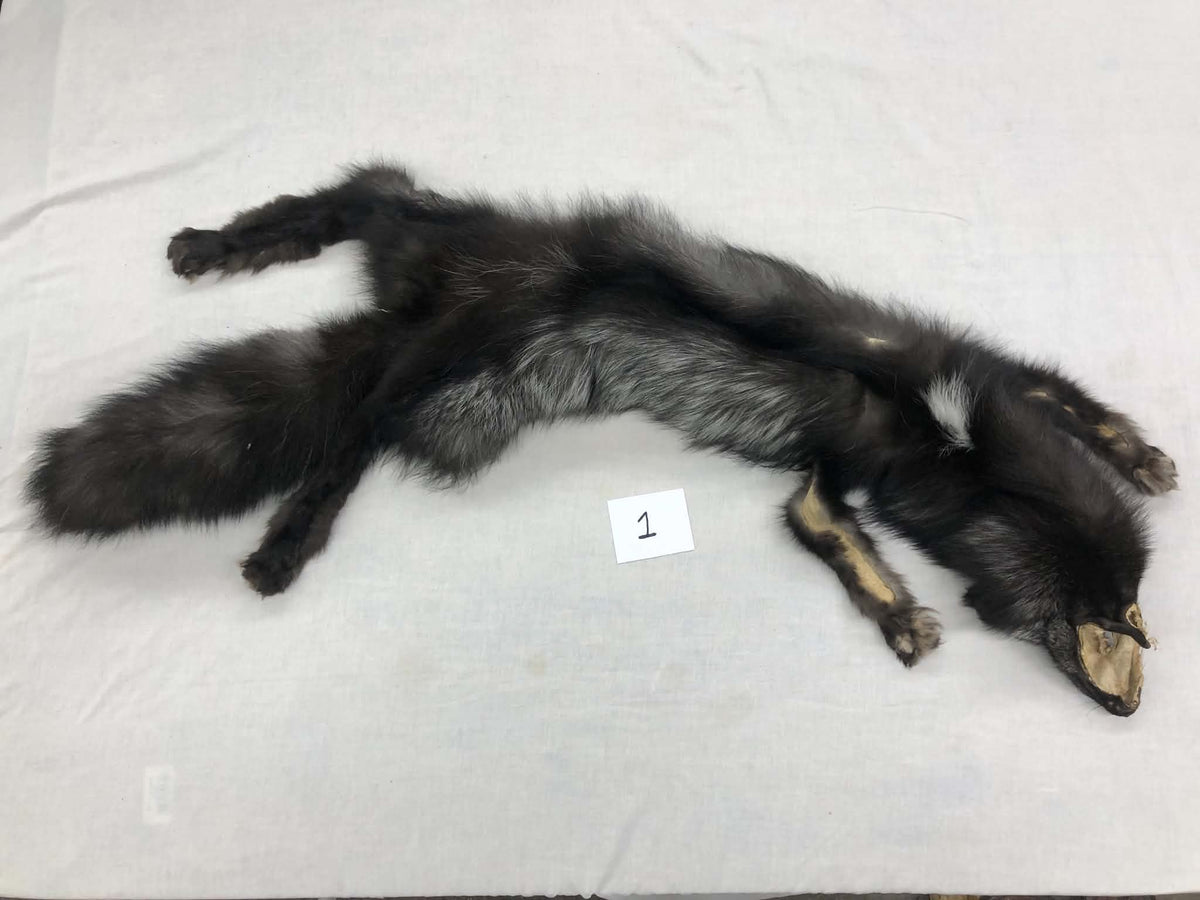 MADE TO ORDER DIY Silver Fox Soft Mount Taxidermy Kit | Ready-to-Mount | Beginner Starter Kit for Soft or Traditional Taxidermy Kit ID #1