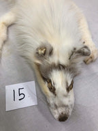 MADE TO ORDER DIY Amber Marble Fox Soft Mount Taxidermy Kit | Ready-to-Mount | Beginner Starter Kit for Soft or Traditional Taxidermy Kit ID #15