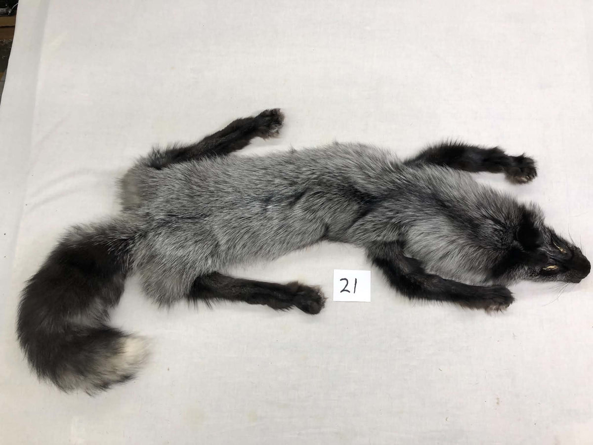 MADE TO ORDER DIY Silver Fox Soft Mount Taxidermy Kit | Ready-to-Mount | Beginner Starter Kit for Soft or Traditional Taxidermy Kit ID #21