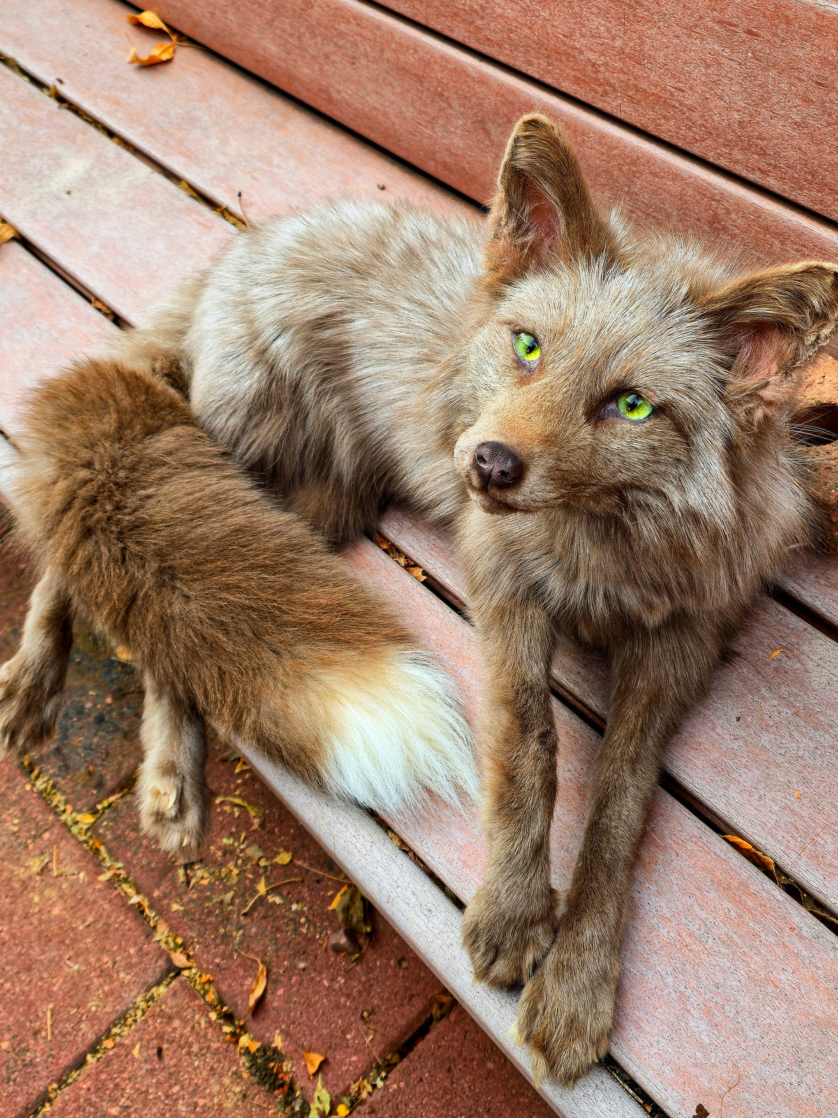 MADE TO ORDER DIY Amber Fox Soft Mount Taxidermy Kit | Ready-to-Mount | Beginner Starter Kit for Soft or Traditional Taxidermy Kit ID #13