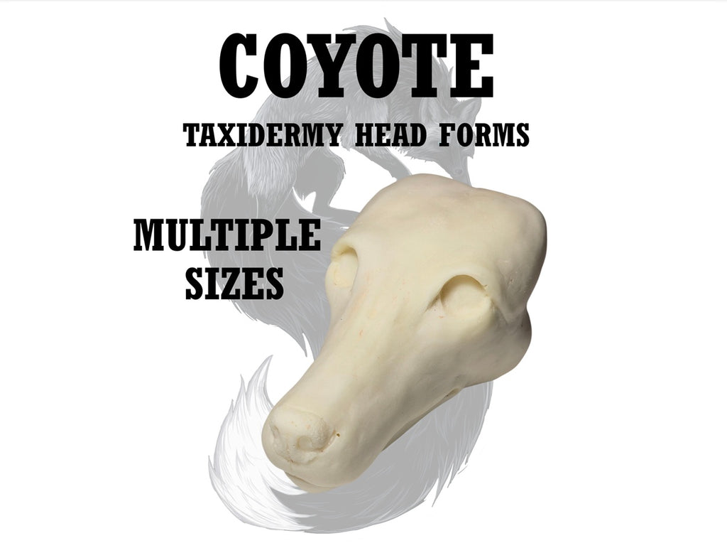 Coyote Taxidermy Head Form – Multiple Sizes