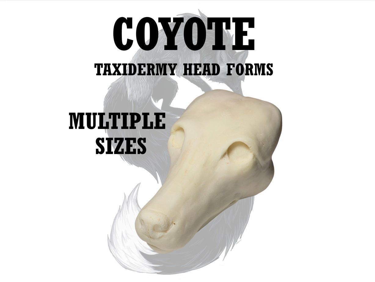 Coyote Taxidermy Head Form – Multiple Sizes
