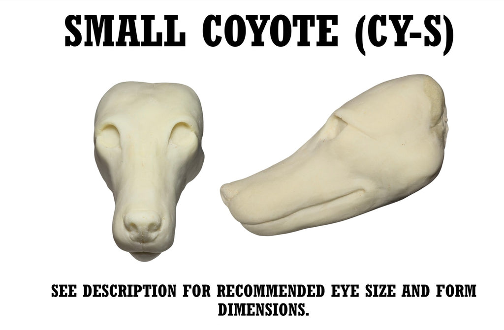Coyote Taxidermy Head Form – Multiple Sizes