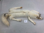 MADE TO ORDER DIY Amber Marble Fox Soft Mount Taxidermy Kit | Ready-to-Mount | Beginner Starter Kit for Soft or Traditional Taxidermy Kit ID #15