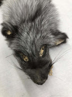 MADE TO ORDER DIY Pearl Fox Soft Mount Taxidermy Kit | Ready-to-Mount | Beginner Starter Kit for Soft or Traditional Taxidermy Kit ID #4