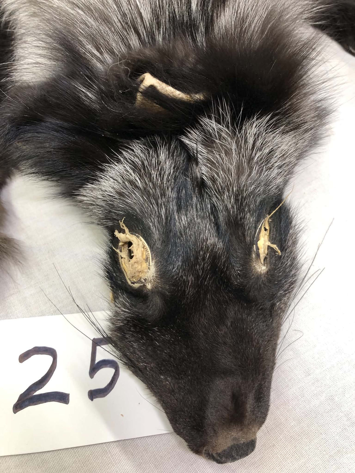 MADE TO ORDER DIY Silver Fox Soft Mount Taxidermy Kit | Ready-to-Mount | Beginner Starter Kit for Soft or Traditional Taxidermy Kit ID #25