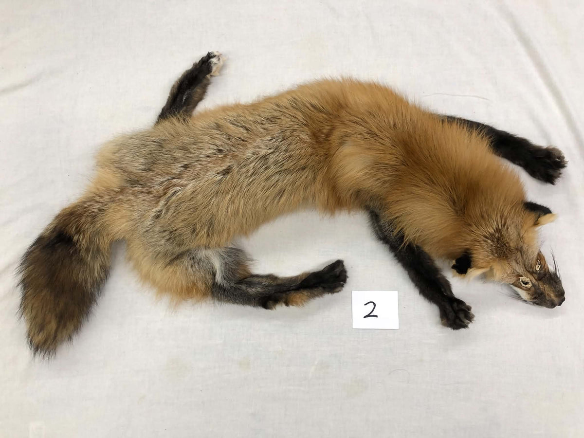 MADE TO ORDER DIY Gold Fox Soft Mount Taxidermy Kit | Ready-to-Mount | Beginner Starter Kit for Soft or Traditional Taxidermy Kit ID #2