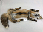 MADE TO ORDER DIY Gold Fox Soft Mount Taxidermy Kit | Ready-to-Mount | Beginner Starter Kit for Soft or Traditional Taxidermy Kit ID #16