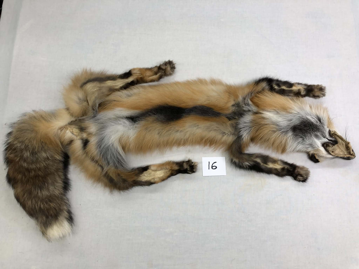 MADE TO ORDER DIY Gold Fox Soft Mount Taxidermy Kit | Ready-to-Mount | Beginner Starter Kit for Soft or Traditional Taxidermy Kit ID #16
