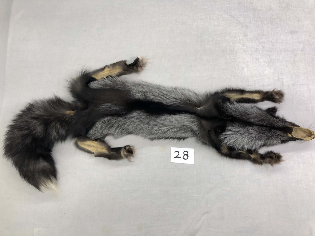 MADE TO ORDER DIY Silver Fox Soft Mount Taxidermy Kit | Ready-to-Mount | Beginner Starter Kit for Soft or Traditional Taxidermy Kit ID #28