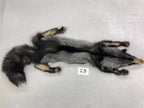 MADE TO ORDER DIY Silver Fox Soft Mount Taxidermy Kit | Ready-to-Mount | Beginner Starter Kit for Soft or Traditional Taxidermy Kit ID #28