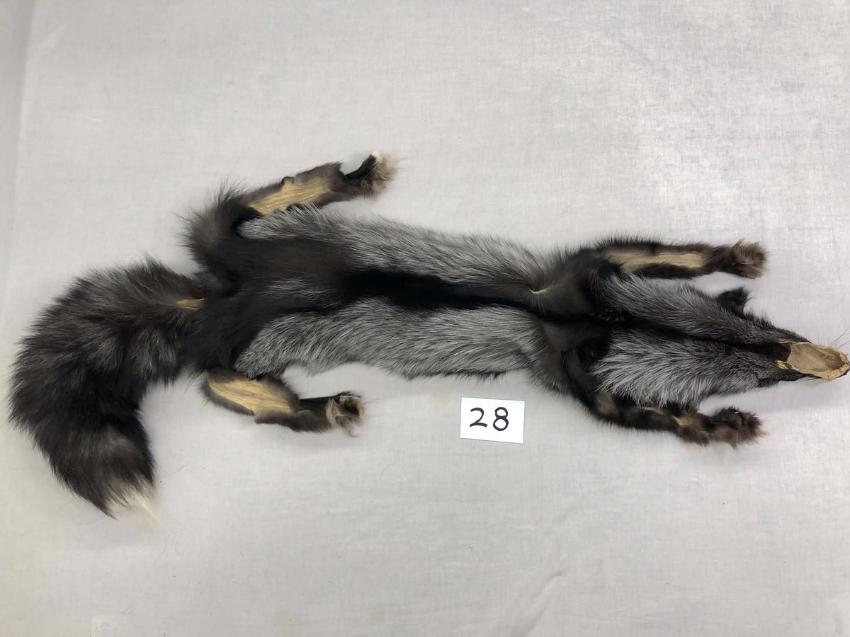 MADE TO ORDER DIY Silver Fox Soft Mount Taxidermy Kit | Ready-to-Mount | Beginner Starter Kit for Soft or Traditional Taxidermy Kit ID #28