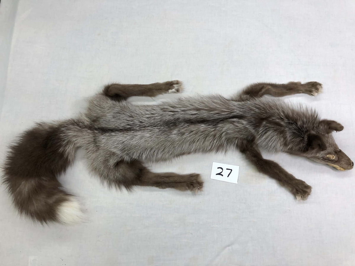 MADE TO ORDER DIY Dark Amber Fox Soft Mount Taxidermy Kit | Ready-to-Mount | Beginner Starter Kit for Soft or Traditional Taxidermy Kit ID #27