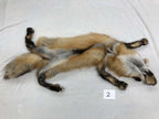MADE TO ORDER DIY Gold Fox Soft Mount Taxidermy Kit | Ready-to-Mount | Beginner Starter Kit for Soft or Traditional Taxidermy Kit ID #2