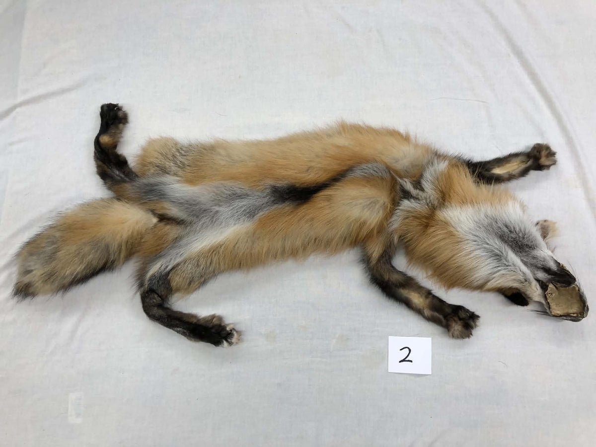MADE TO ORDER DIY Gold Fox Soft Mount Taxidermy Kit | Ready-to-Mount | Beginner Starter Kit for Soft or Traditional Taxidermy Kit ID #2