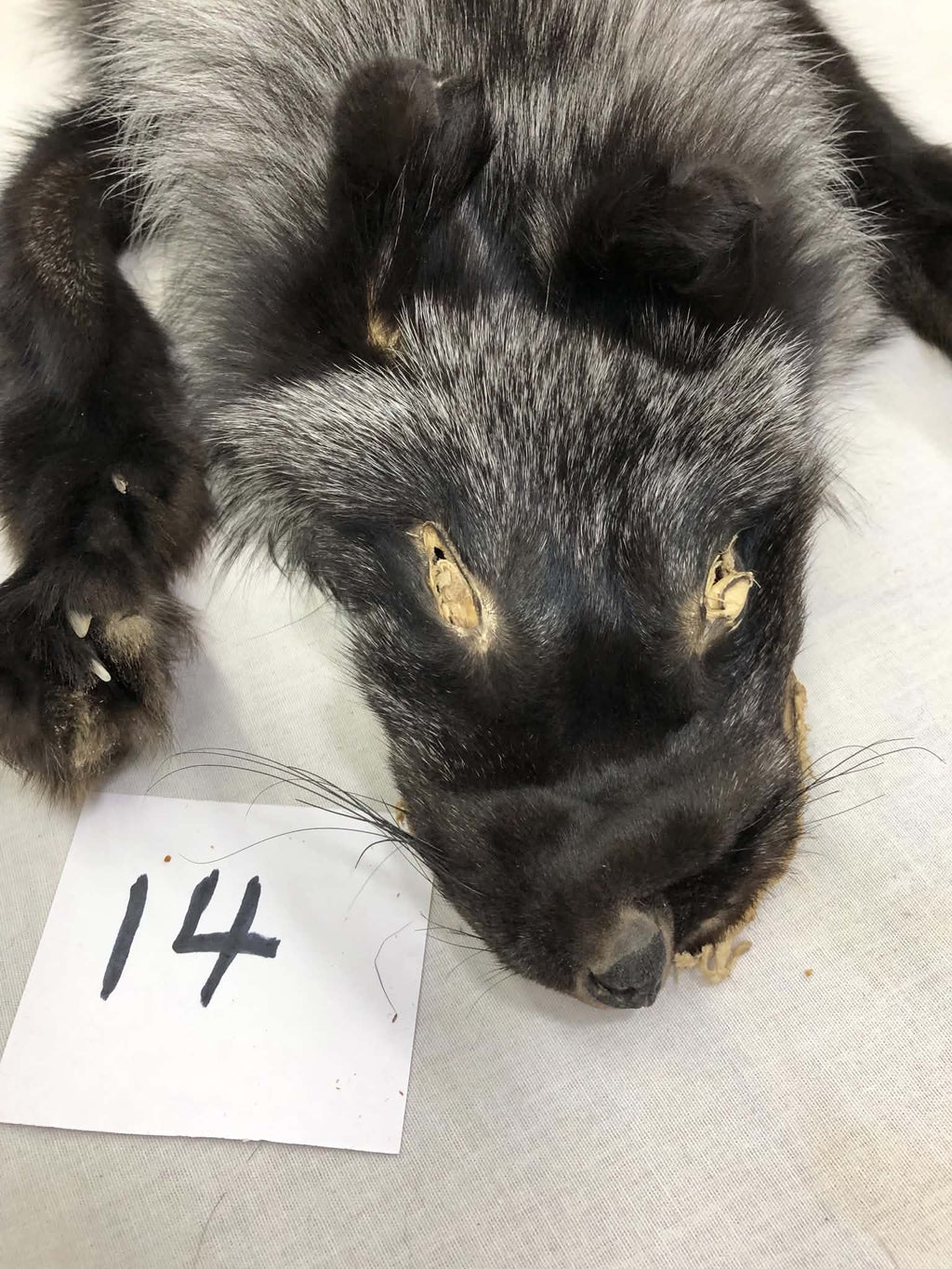 MADE TO ORDER DIY Silver Fox Soft Mount Taxidermy Kit | Ready-to-Mount | Beginner Starter Kit for Soft or Traditional Taxidermy Kit ID #14