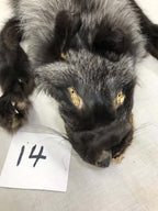 MADE TO ORDER DIY Silver Fox Soft Mount Taxidermy Kit | Ready-to-Mount | Beginner Starter Kit for Soft or Traditional Taxidermy Kit ID #14