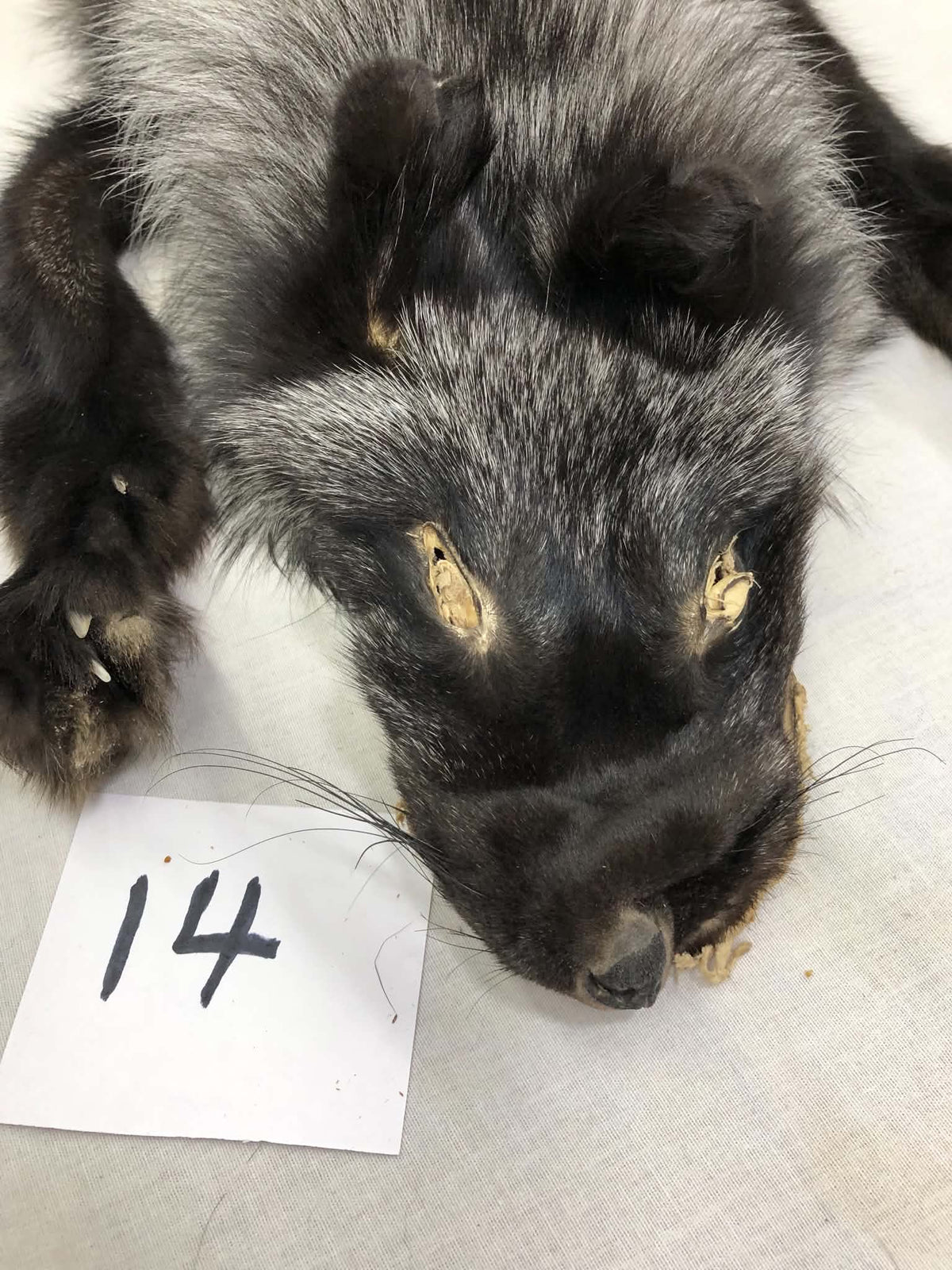 MADE TO ORDER DIY Silver Fox Soft Mount Taxidermy Kit | Ready-to-Mount | Beginner Starter Kit for Soft or Traditional Taxidermy Kit ID #14