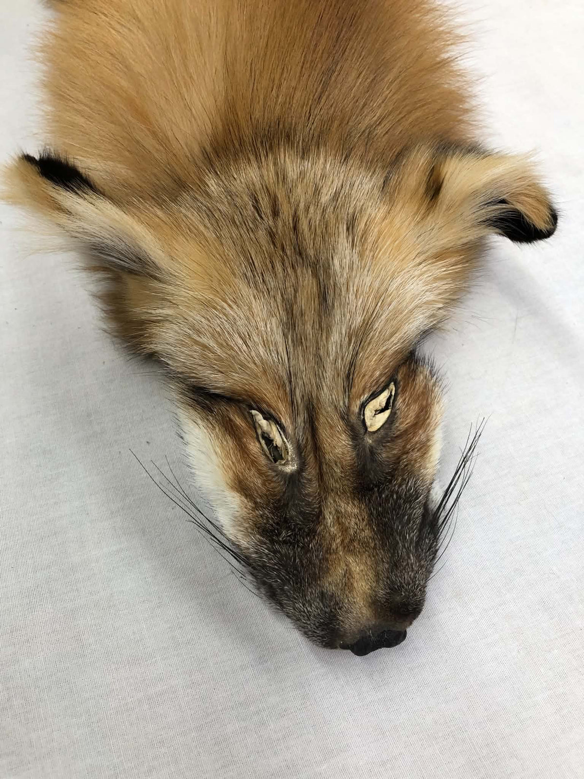 MADE TO ORDER DIY Gold Fox Soft Mount Taxidermy Kit | Ready-to-Mount | Beginner Starter Kit for Soft or Traditional Taxidermy Kit ID #2
