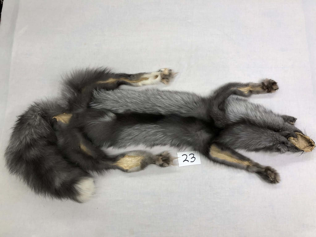 MADE TO ORDER DIY Pearl Fox Soft Mount Taxidermy Kit | Ready-to-Mount | Beginner Starter Kit for Soft or Traditional Taxidermy Kit ID #23