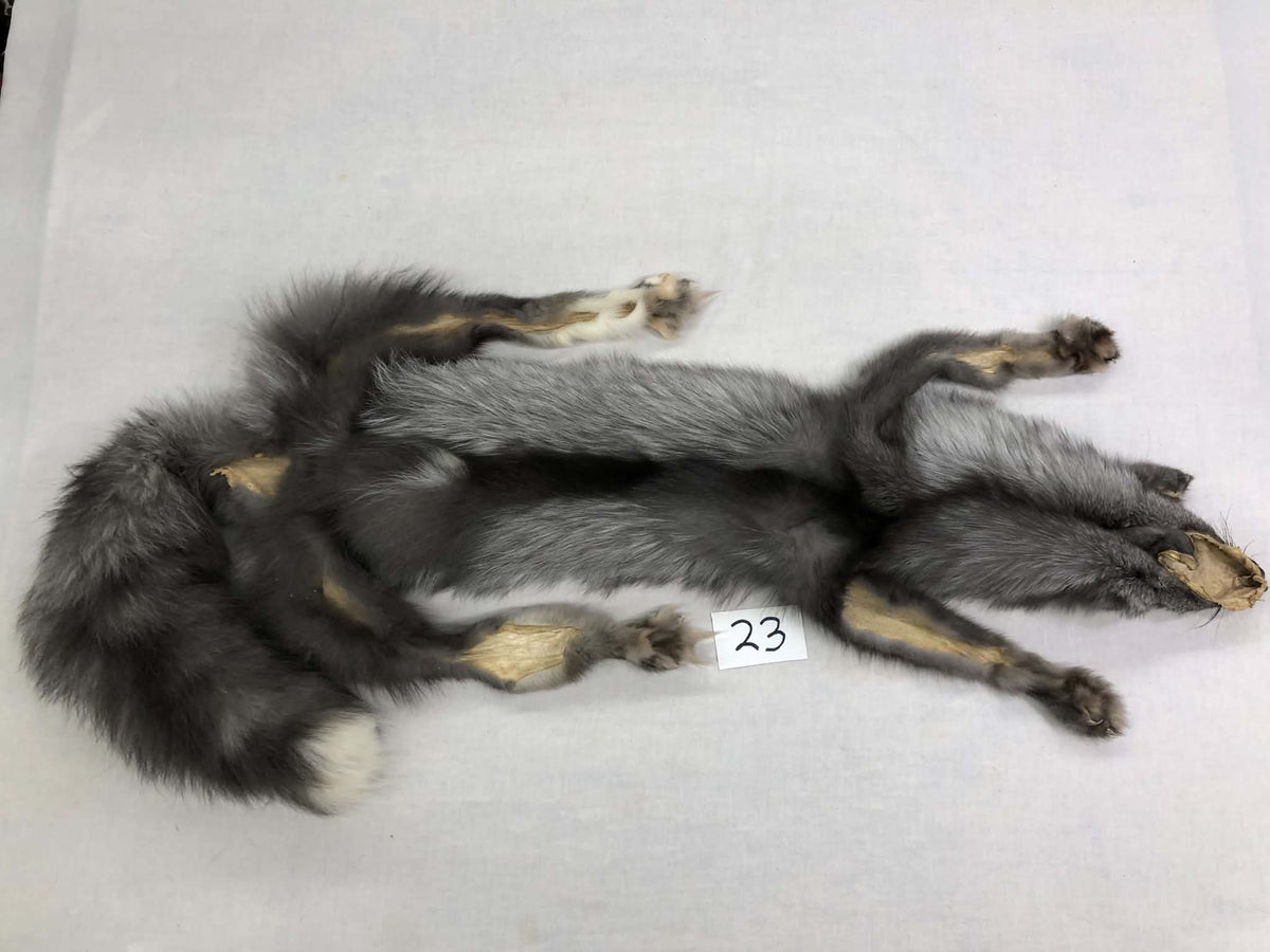 MADE TO ORDER DIY Pearl Fox Soft Mount Taxidermy Kit | Ready-to-Mount | Beginner Starter Kit for Soft or Traditional Taxidermy Kit ID #23