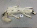 MADE TO ORDER DIY Burgundy Marble Fox Soft Mount Taxidermy Kit | Ready-to-Mount | Beginner Starter Kit for Soft or Traditional Taxidermy Kit ID #8