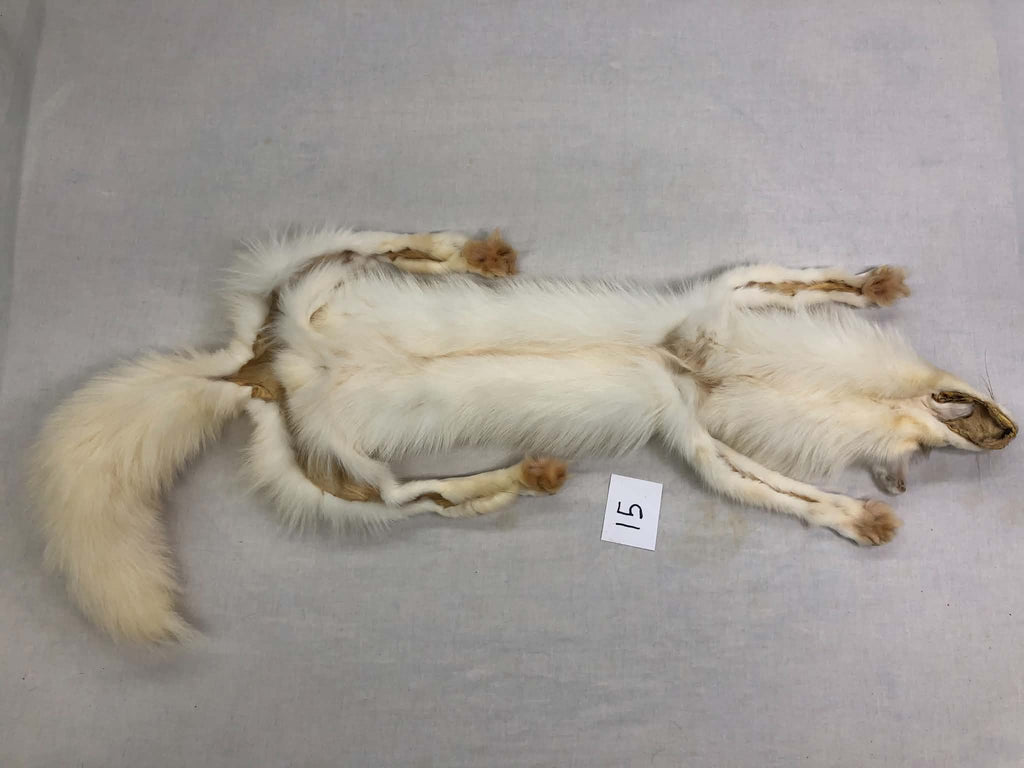 MADE TO ORDER DIY Amber Marble Fox Soft Mount Taxidermy Kit | Ready-to-Mount | Beginner Starter Kit for Soft or Traditional Taxidermy Kit ID #15