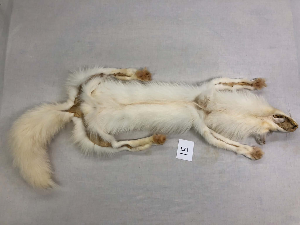 MADE TO ORDER DIY Amber Marble Fox Soft Mount Taxidermy Kit | Ready-to-Mount | Beginner Starter Kit for Soft or Traditional Taxidermy Kit ID #15