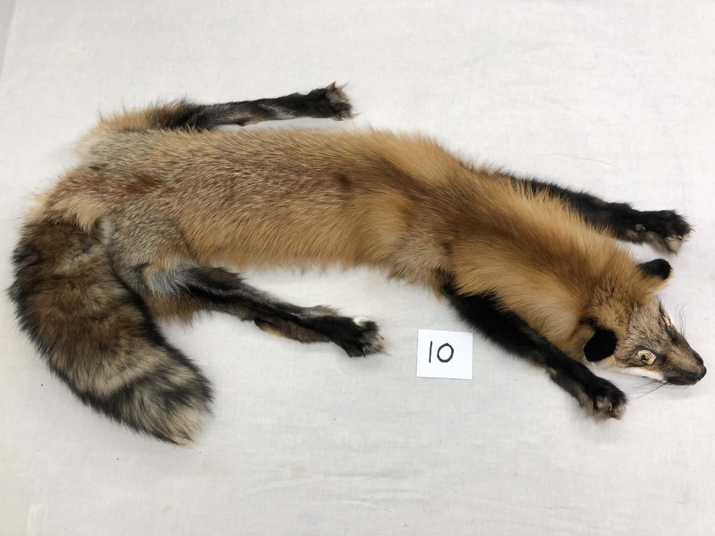 MADE TO ORDER DIY Gold Fox Soft Mount Taxidermy Kit | Ready-to-Mount | Beginner Starter Kit for Soft or Traditional Taxidermy Kit ID #10