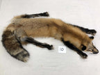MADE TO ORDER DIY Gold Fox Soft Mount Taxidermy Kit | Ready-to-Mount | Beginner Starter Kit for Soft or Traditional Taxidermy Kit ID #10
