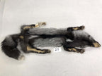 MADE TO ORDER DIY Silver Fox Soft Mount Taxidermy Kit | Ready-to-Mount | Beginner Starter Kit for Soft or Traditional Taxidermy Kit ID #25