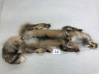 MADE TO ORDER DIY Pearl Gold Fox Soft Mount Taxidermy Kit | Ready-to-Mount | Beginner Starter Kit for Soft or Traditional Taxidermy Kit ID #26
