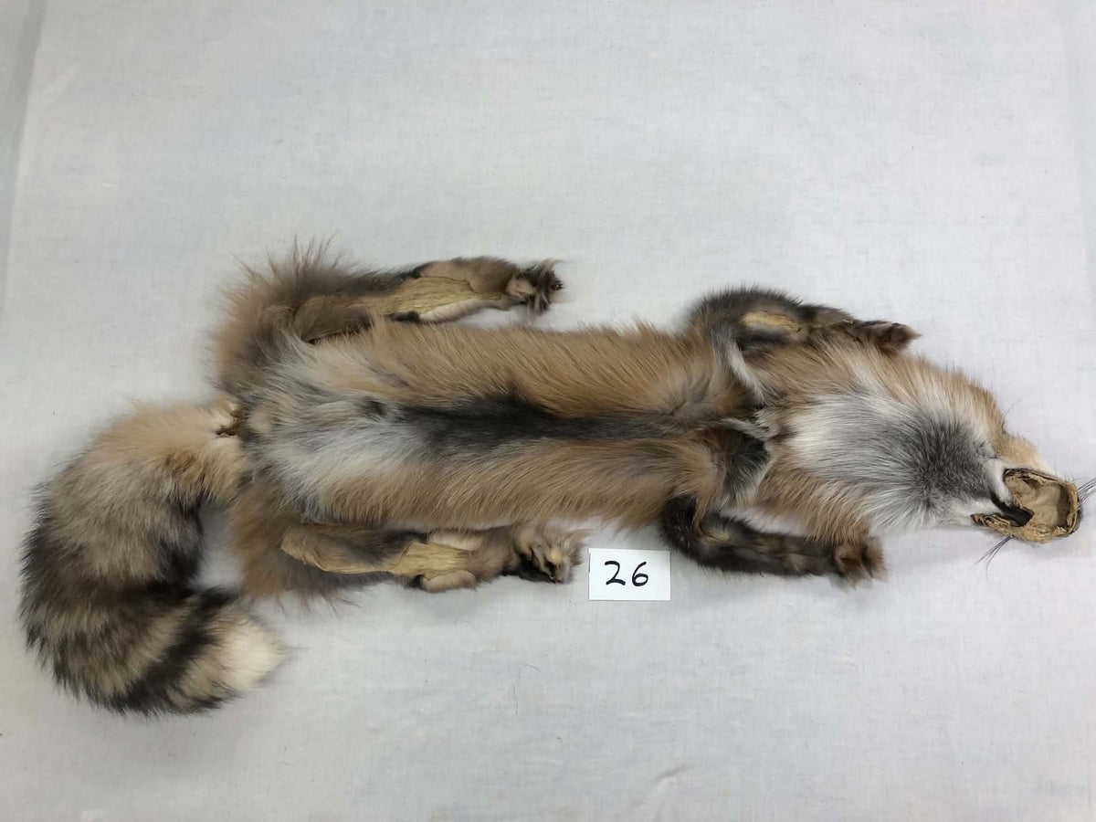 MADE TO ORDER DIY Pearl Gold Fox Soft Mount Taxidermy Kit | Ready-to-Mount | Beginner Starter Kit for Soft or Traditional Taxidermy Kit ID #26