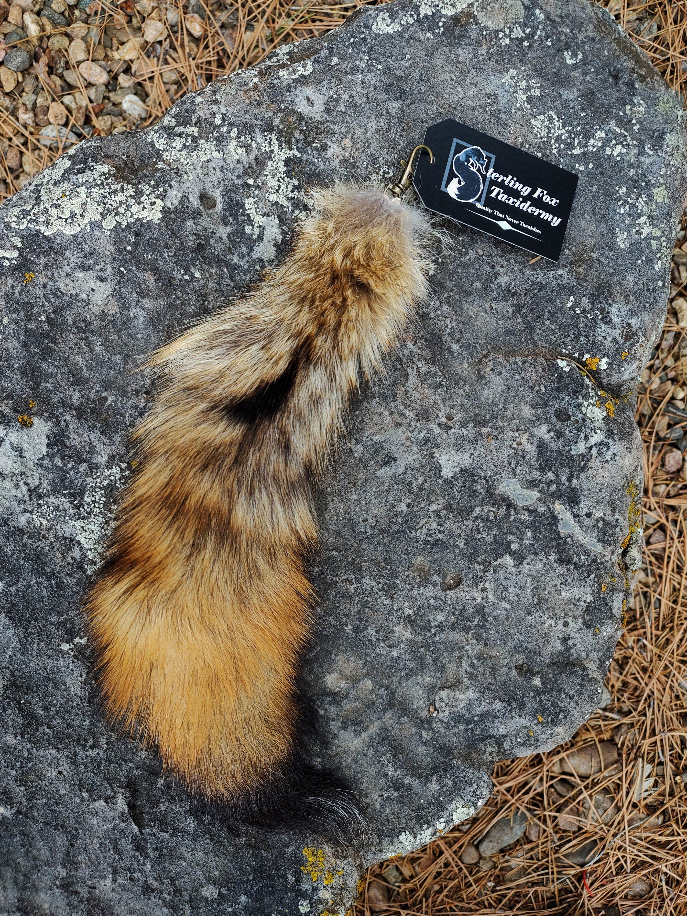 Real Fur Wild Coyote Tail Keychain - Ethically Sourced