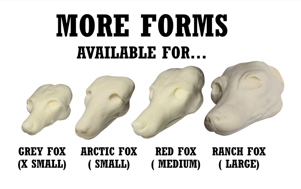 Arctic Fox Taxidermy Head Form – FX-A