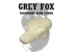 Grey Fox Taxidermy Head Form – FX-S
