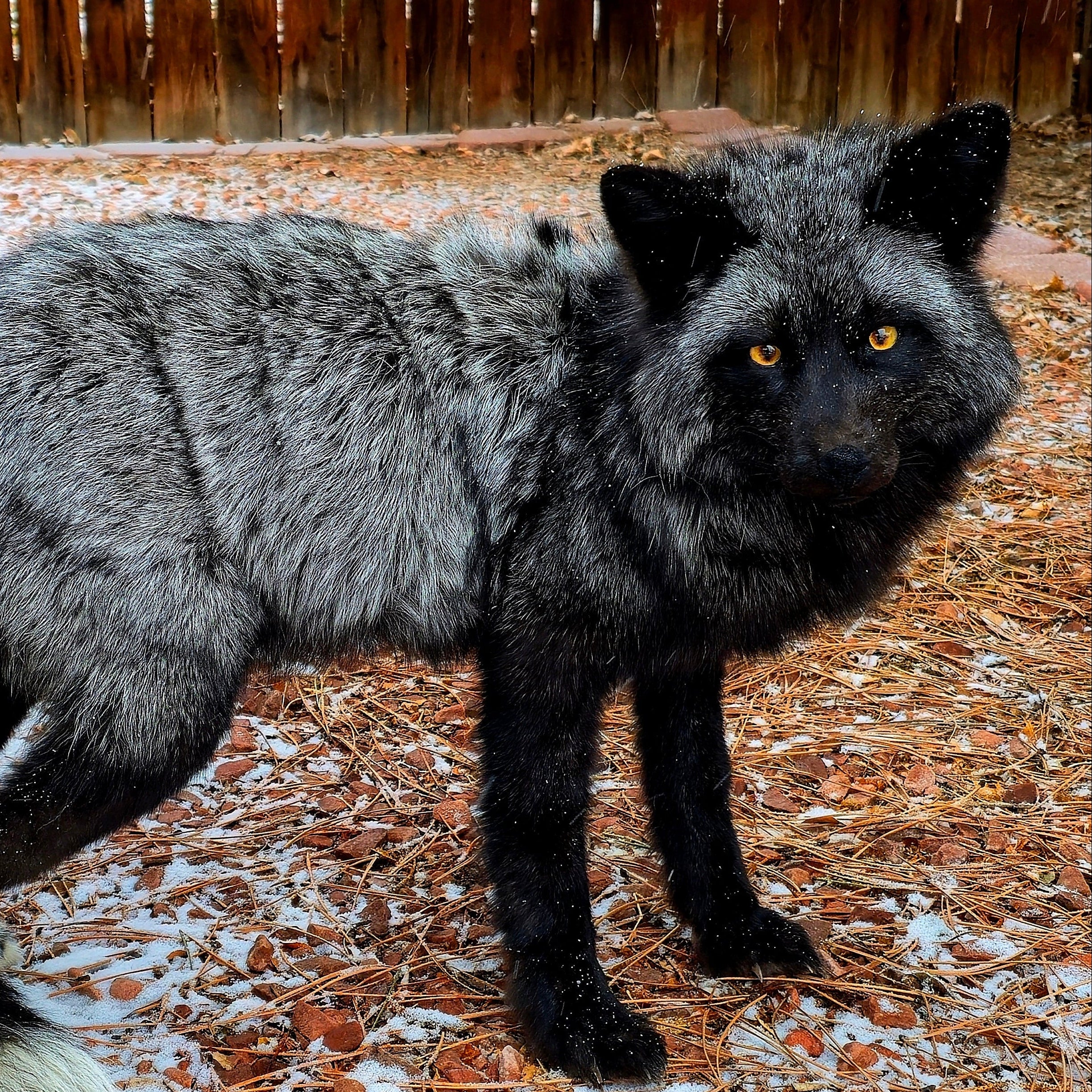 Gray and black fox standing on a ground with snow and pine needles
