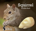 Squirrel Taxidermy Head Form – SQ-M