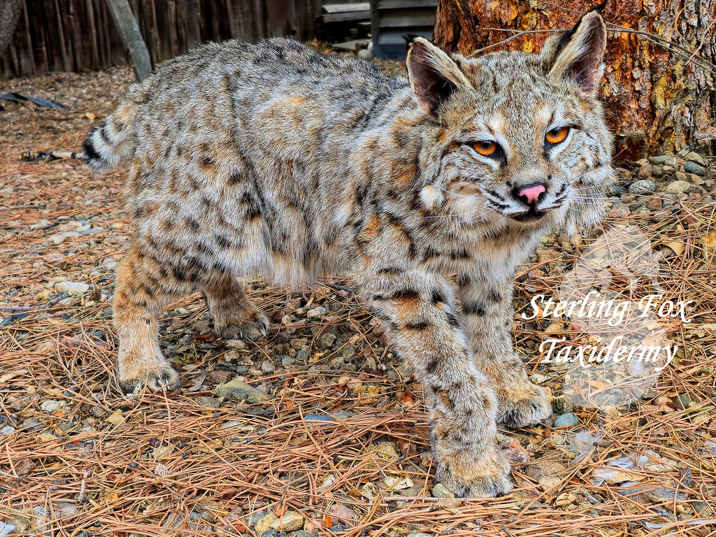 Soft Mount Taxidermy Fully Posable Bobcat, Ready to ship!