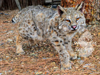 Soft Mount Taxidermy Fully Posable Bobcat, Ready to ship!