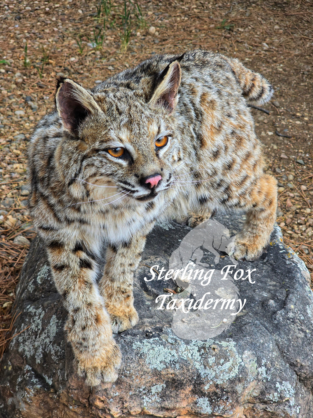 Soft Mount Taxidermy Fully Posable Bobcat, Ready to ship!