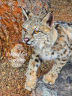 Soft Mount Taxidermy Fully Posable Bobcat, Ready to ship!