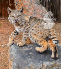Soft Mount Taxidermy Fully Posable Bobcat, Ready to ship!