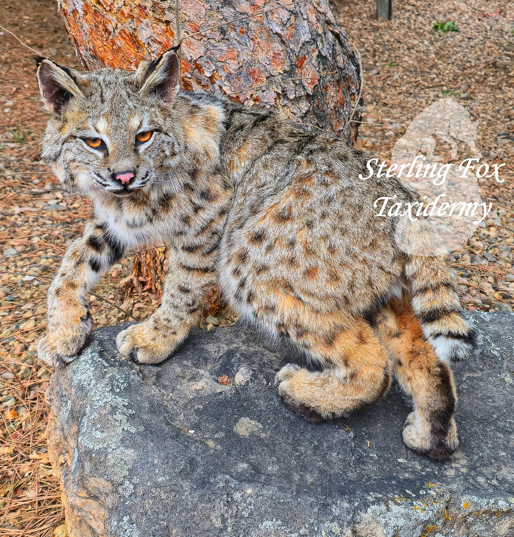 Soft Mount Taxidermy Fully Posable Bobcat, Ready to ship!